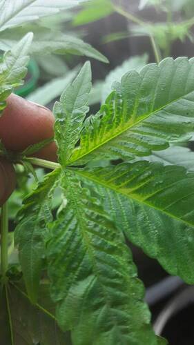 76bf7757837a4d9cc9aad1ff93327ee2