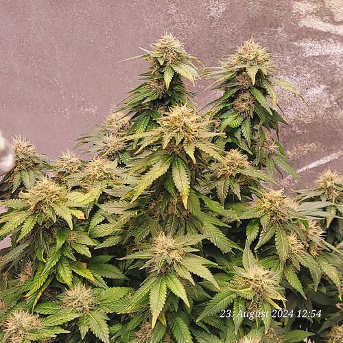 Tag 102 in der 6ten Blüte Woche 23.8.24