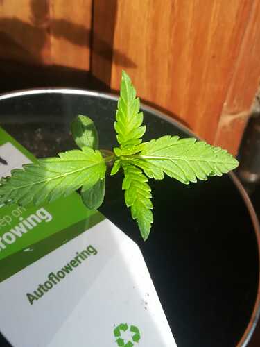 794ed419-eac6-425b-b772-b978cbce9456