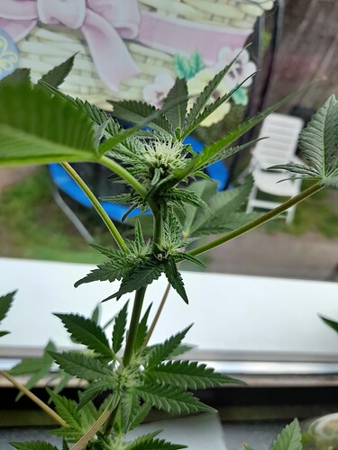 17483561419884128853029587043520