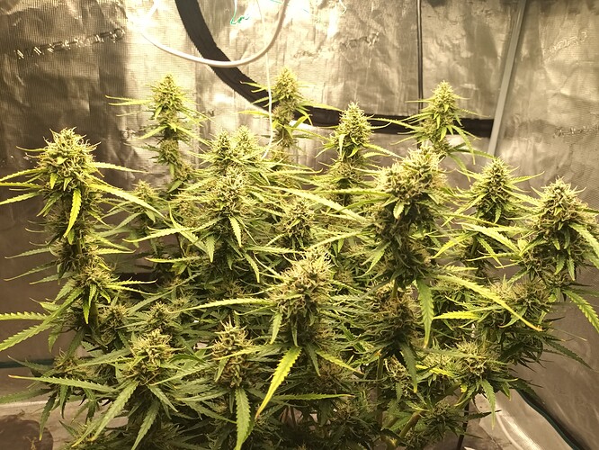 16571401866312924509010459280185