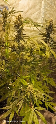 IMG_20250507_192749