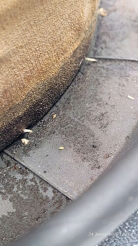 Tag 51 Jamaican wollen Wurzeln flüchten