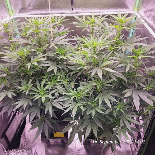 Tag 58 Blüte Tag 11 und ab heute 100 % Licht 16.9.24