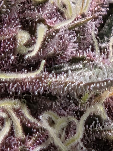 1000052831