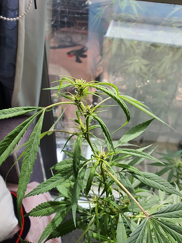 16783196098571282241941514083077