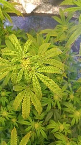 IMG_20250909_105343877