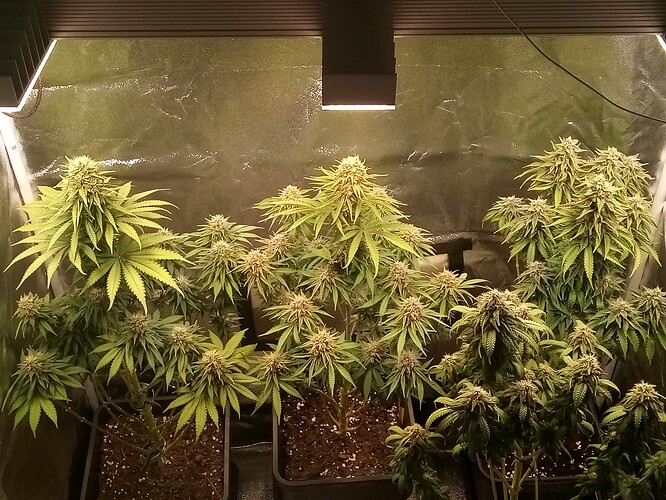 IMG_20240719_151507_730