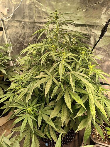 Orangebudauto