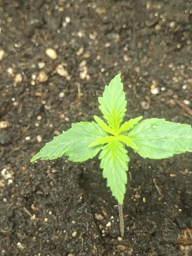 16675155727043287701515382247572