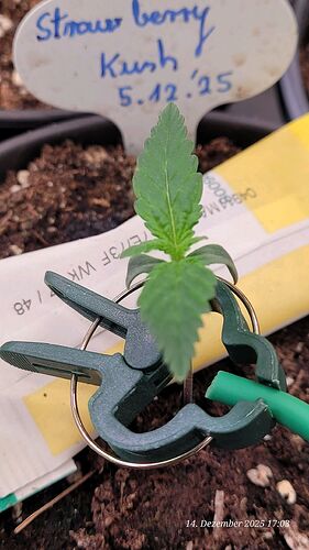 Tag 10 S.B.K. erste Sämling Woche