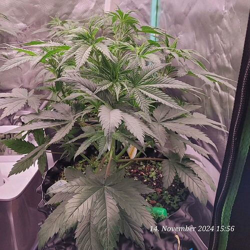 Tag 43, Wachstum Tag 25 am 14.11.24