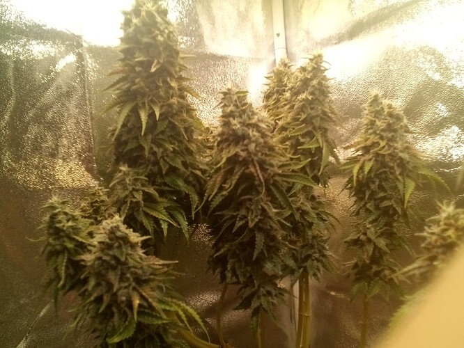 IMG_20240809_140019_564