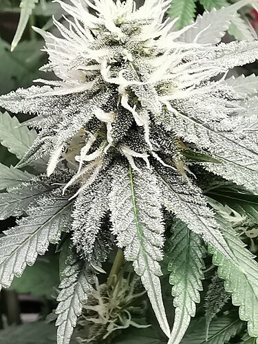 Red Queen (Lava Cake Feminisiert)