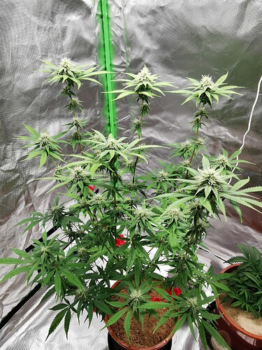 Lava Cake Clone G5 BT 12