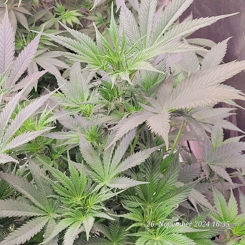 Tag 55 erste Blüte Woche und Dimmer heute auf 65 % hoch gefahren