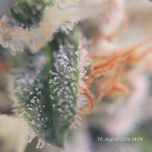 Tag 89 Trichome 3 , paar Tage noch 16.8.24