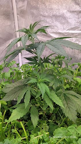 Tag 27 C. OG zweite Wachstum Woche