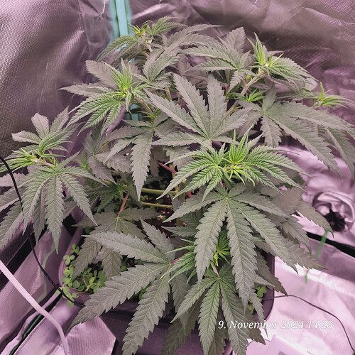 Tag 38 Nr 1, ende der dritten Wachstum Woche 9.11.24