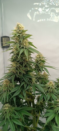 IMG_20240610_082817