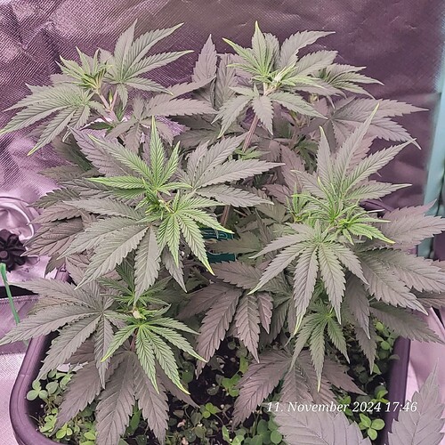 Tag 40 Nr 3, Wachstum Tag 22 mit einer Höhe von 27 cm 11.11.24