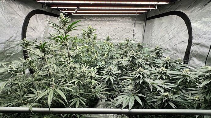24 - Slurricane 'Praying for the light' Week #7 (Day 46) - 11-28-2024