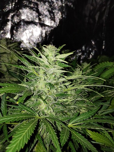 IMG_20230926_232443872