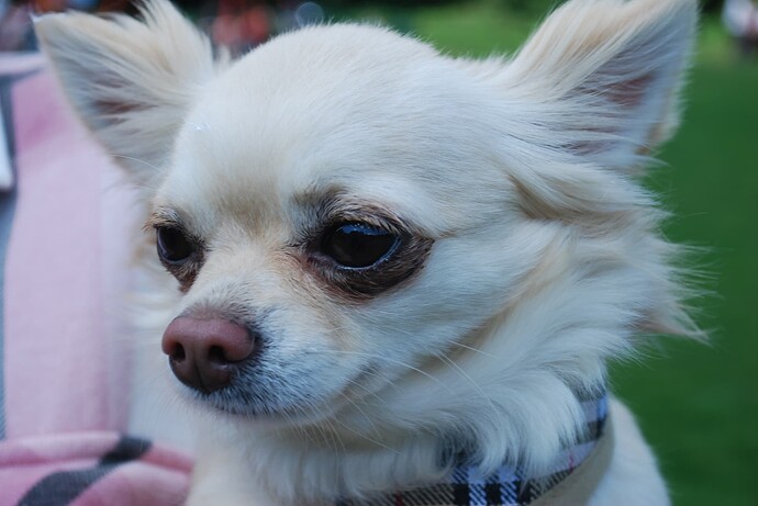 dogs  random (25)