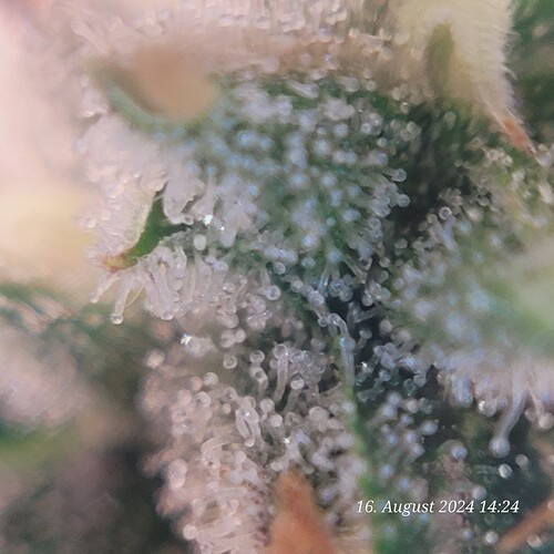 Tag 89 Trichome 4