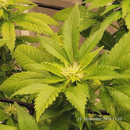 Tag 104 in der dritten Blüte Woche 15.9.24