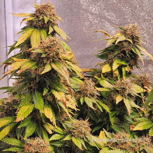 Tag 121 Blütetag 60 am 10.9.24