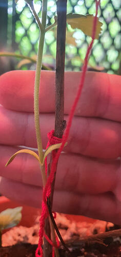 Stem