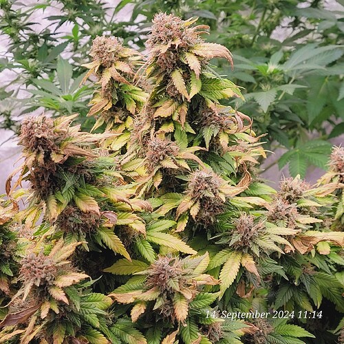 Tag 125 Blütetag 64 am 14.9.24