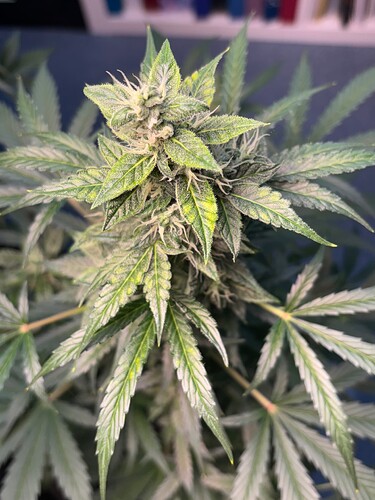 tempImageb5hjg5