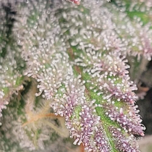 Tag 86 Klon 1 sogar einige Trichome Purpeln