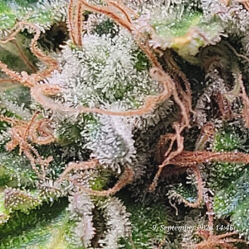 Tag 120 Cookie Klon 1 am 9.9.24