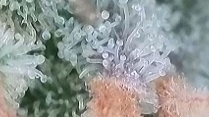 Tag 127 und Morgen schau ich wieder bevor Ernte . 16.9.24