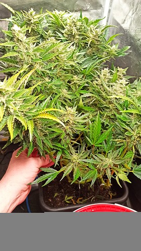 ac1297ad-fed0-482c-bab6-28d013b3093b-1_all_57201