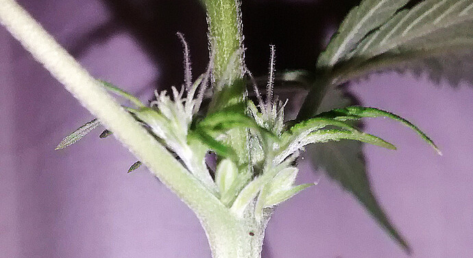 xmarihuana-hermafrodita.jpg.pagespeed.ic.DE1wNej1ZK