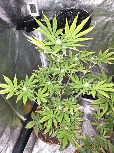 BlueberryHaze
