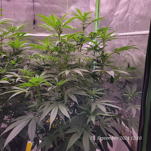 Tag 57 Klon 2 Blüte Tag 10 am 15.9.24