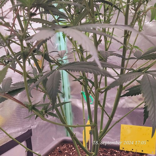 Tag 60 Klon 1 auch hier Lollipoppt und Raubmilben aus gebracht