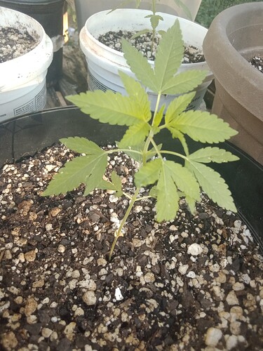 IMG_20230618_191526014