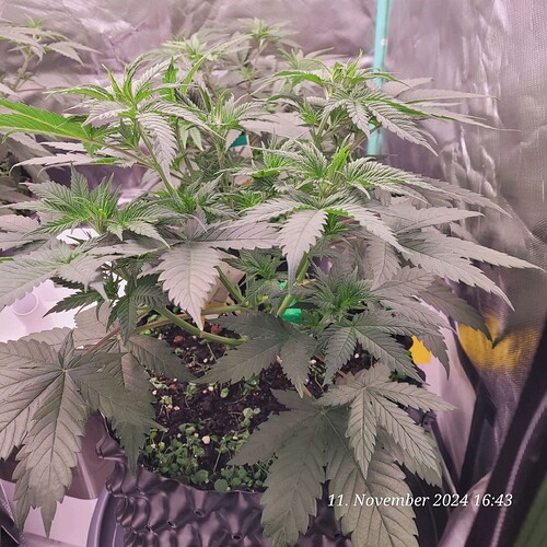 Tag 40 Anfang vierte Wachstum Woche 11.11.24