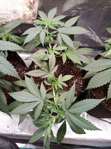 IMG_20221103_173750_1