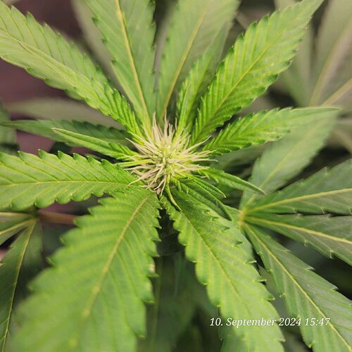 Tag 99 da kommt a Leckerche