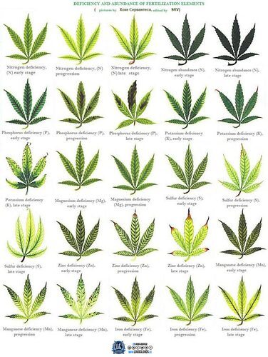 marijuana-deficiency-chart-2-564x750