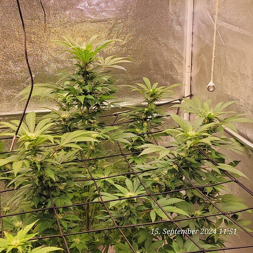 Tag 104 Blüte Tag 16 am 15.9.24