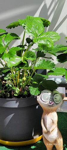 Erdbeeren