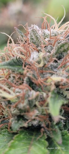 Tag 114 Cookie 2 Blüte Tag 57 am 3.8.24